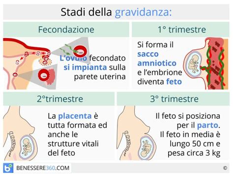 Diagramma che illustra le fasi della gravidanza e le opzioni di trattamento oncologico