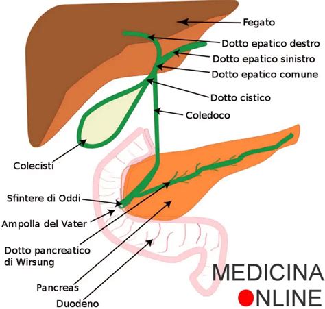 Anatomia della cistifellea e dei dotti biliari
