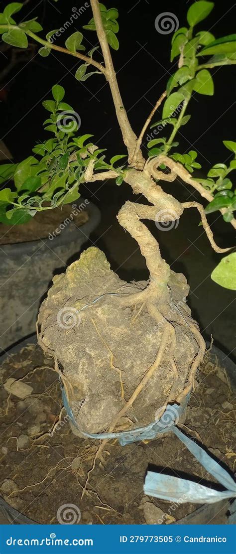 Un albero bonsai in un vaso