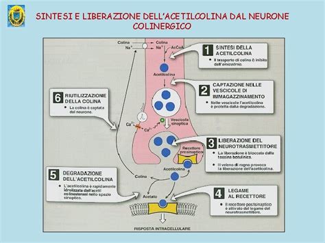 Diagramma che illustra la sintesi dell'acetilcolina nel cervello