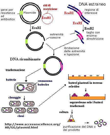 Schema molecolare di un gene