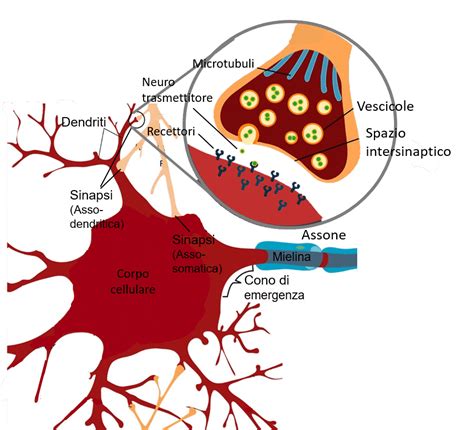 Diagramma di un neurone con sinapsi
