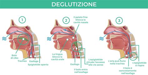 Schema anatomico che evidenzia le strutture neurali e muscolari coinvolte nel processo di deglutizione, inclusi nervi cranici e Central Pattern Generators.