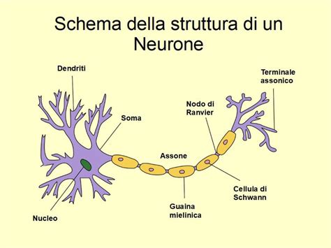 Schema di neuroni