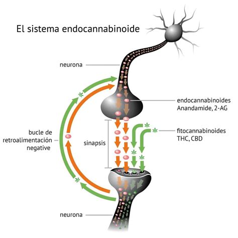Schema del sistema endocannabinoide umano