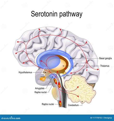 Diagramma che illustra le vie della serotonina nel cervello