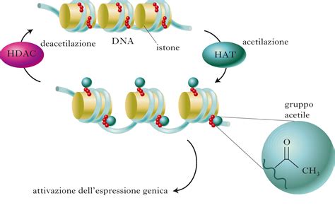 Schema che illustra i meccanismi epigenetici (metilazione del DNA, modificazione degli istoni)