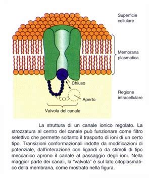 Diagramma della membrana cellulare con recettori e canali ionici