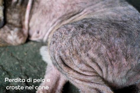 Una cavia con evidente perdita di pelo dovuta a parassiti