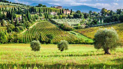 Campagna Toscana con vigneti e ulivi