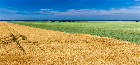 Campi coltivati a cereali in una giornata di sole