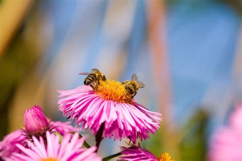 Api che impollinano fiori in un campo