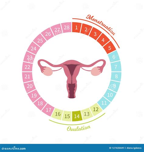 Illustrazione scientifica del ciclo mestruale femminile
