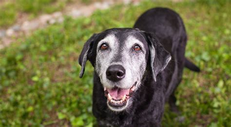 Cane anziano che guarda pensieroso