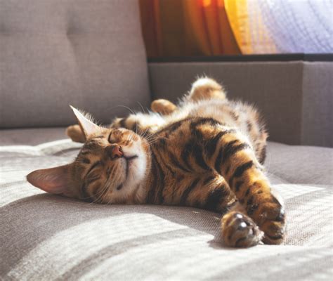 Gatto anziano che dorme serenamente su un cuscino