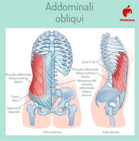 Diagramma del diaframma e degli organi addominali