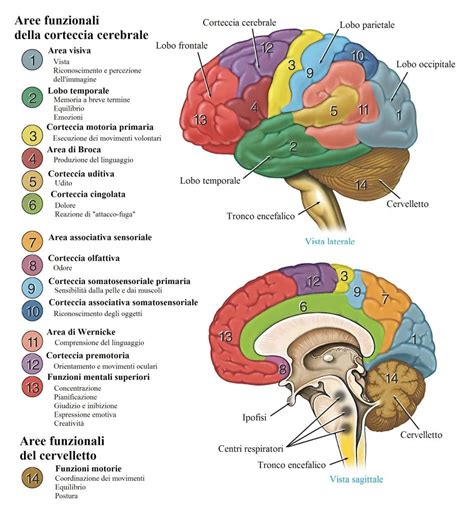 Diagramma anatomico del cervello che evidenzia le aree principali del Default Mode Network (MPFC, PCC, precuneo, lobo parietale inferiore).