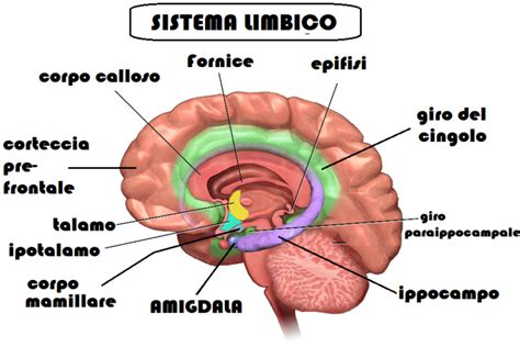 Diagramma del cervello con amigdala evidenziata