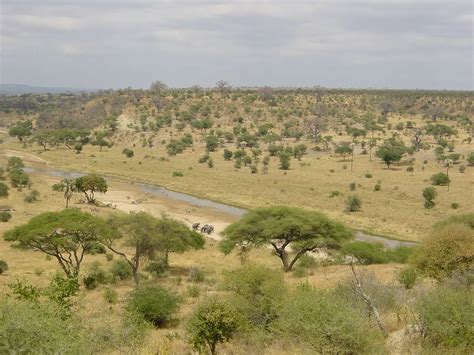 Savana africana con vegetazione