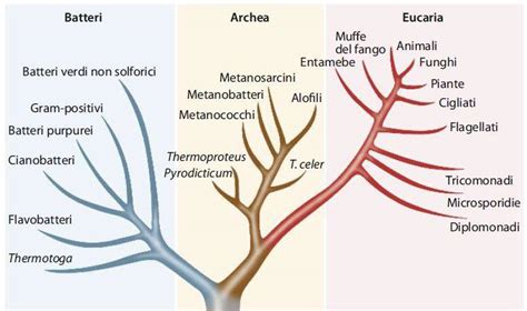 Schema che illustra i tre domini sintomatologici dell'ADHD: disattenzione, iperattività, impulsività