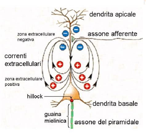 neurone piramidale con potenziali d'azione