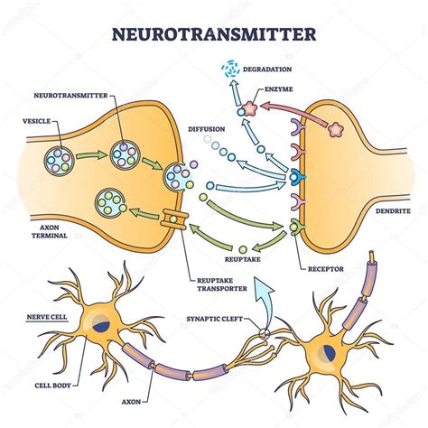 schema interazione neurotrasmettitori