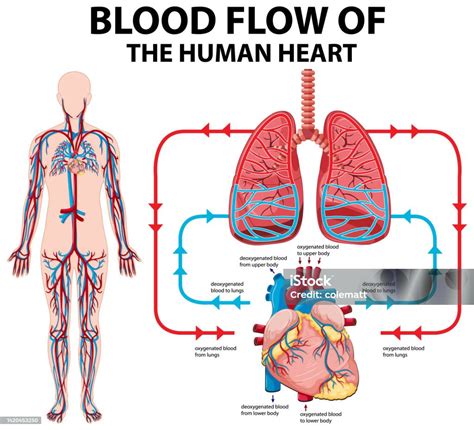 Diagramma dei corpi cavernosi con flusso sanguigno ridotto