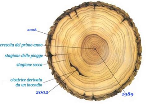 Illustrazione di un albero secolare con anelli visibili nel tronco