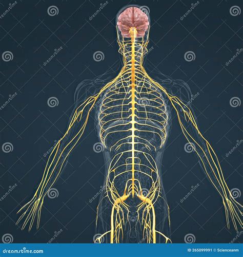 Illustrazione che mostra la connessione tra cervello, sistema nervoso e organi del corpo