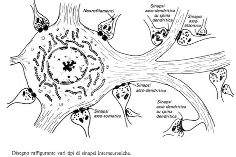 Struttura di una spina dendritica