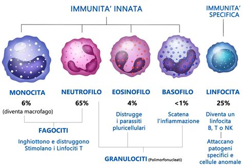 Rappresentazione artistica di un virus che interagisce con cellule immunitarie