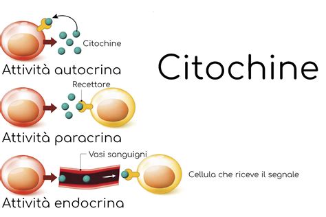 Schema che illustra il meccanismo della tempesta di citochine nel COVID-19
