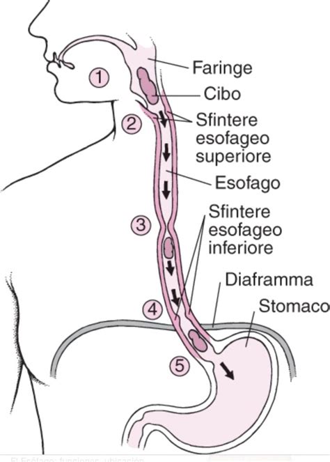 Diagramma anatomico dell'esofago con enfasi sullo sfintere esofageo inferiore