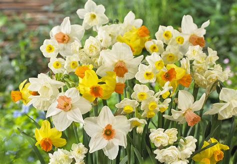 Narcisi in piena fioritura in un giardino primaverile