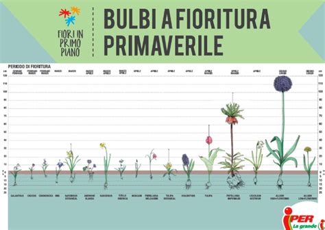 Schema illustrativo sulla profondità di piantagione dei bulbi