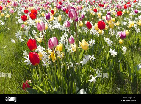 Aiuola mista con narcisi, tulipani e muscari