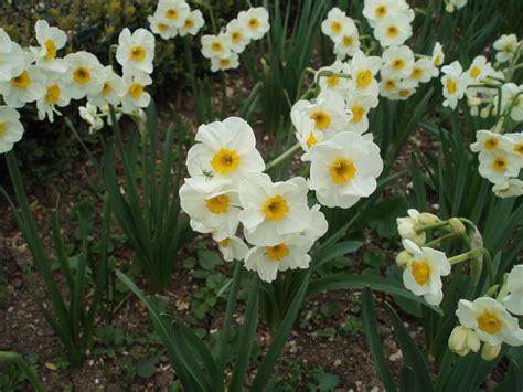 Varietà di bulbi di narciso di diverse dimensioni e colori