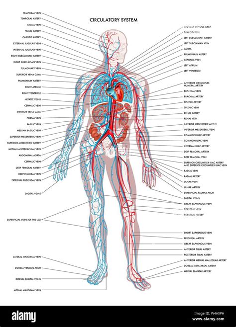 Diagramma del corpo umano che evidenzia le aree comuni di dolore muscolo-scheletrico