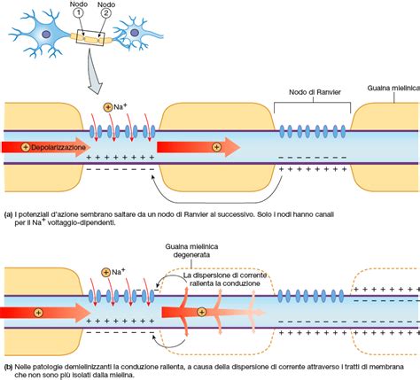 Schema della conduzione saltatoria ai nodi di Ranvier