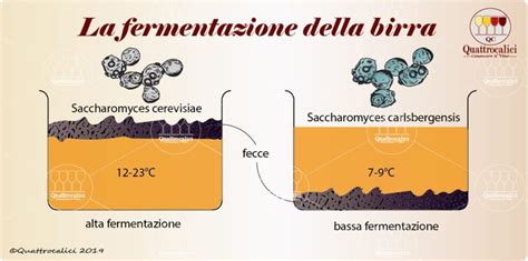 Illustrazione di microrganismi responsabili della fermentazione