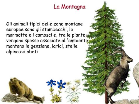 Flora tipica delle zone montane