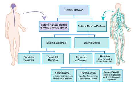 Schema del sistema nervoso autonomo