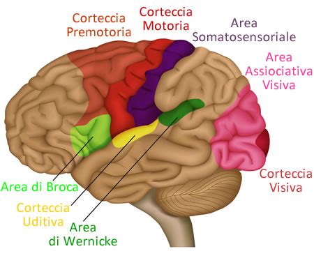 Diagramma del cervello umano con evidenziata la corteccia cingolata