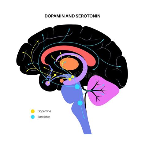 Diagramma che illustra la via biosintetica di dopamina e serotonina e il punto di deficit nell'AADC