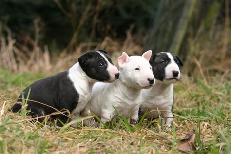 Un cucciolo di Bull Terrier che gioca con un altro cucciolo sotto supervisione