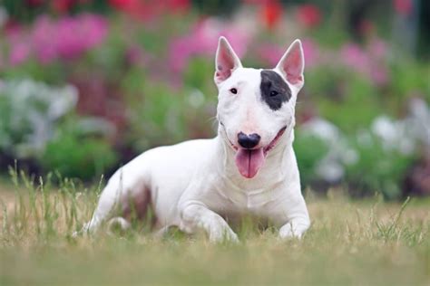Un Bull Terrier impegnato a risolvere un puzzle alimentare per cani