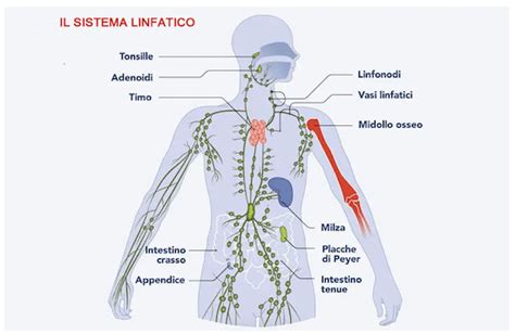 Struttura del sistema Nesplora