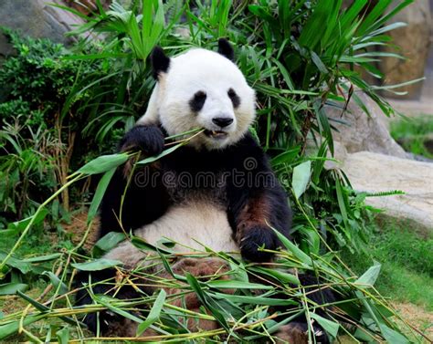 Panda gigante che mangia bambù