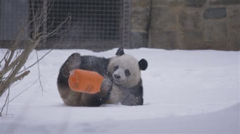Panda che gioca nella neve in uno zoo