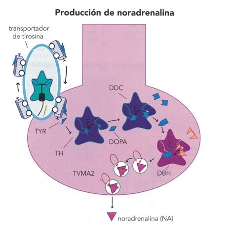 Rappresentazione schematica dell'inibizione del reuptake della noradrenalina da parte di un TCA